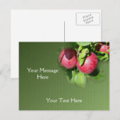 レッドマッキントッシュアップルオンツリー自然 ポストカード (正面/裏面)