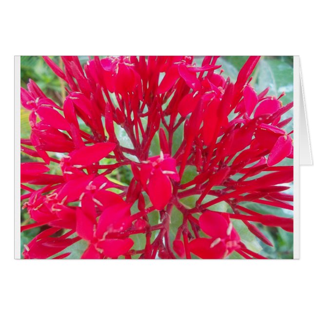 レッドミルクウィードカラフルの美しい万華鏡のように千変万化するパターン (正面横)