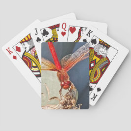 レッドメドウワックドラゴンフライ自然写真 トランプ