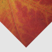 レッドメープルリーフ抽象芸術秋自然撮影 薄葉紙 (詳細)