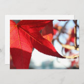 レッドメープルリーフ招待状 招待状 (正面/裏面)