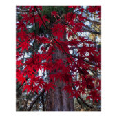 レッドメープル離れズとジャイアントセコイア ポスター (正面)