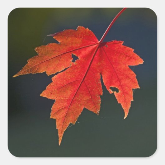 レッドメープル(Acer rubrum)の紅葉 スクエアシール (正面)