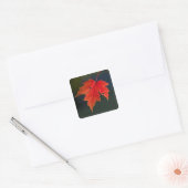 レッドメープル(Acer rubrum)の紅葉 スクエアシール (封筒)