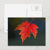 レッドメープル (Acer rubrum) の紅葉 ポストカード (正面/裏面)