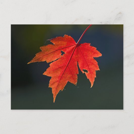 レッドメープル (Acer rubrum) の紅葉 ポストカード (正面)