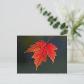 レッドメープル (Acer rubrum) の紅葉 ポストカード (スタンド正面)