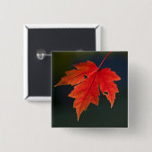 レッドメープル（Acer rubrum）の紅葉 缶バッジ (正面&裏面)