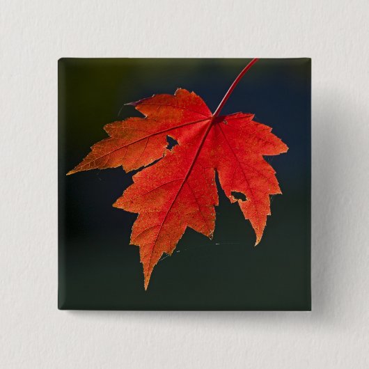 レッドメープル（Acer rubrum）の紅葉 缶バッジ (正面)