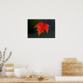 レッドメープル（Acer rubrum）紅葉の赤い葉、 ポスター (キッチン)
