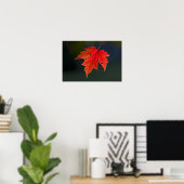 レッドメープル（Acer rubrum）紅葉の赤い葉、 ポスター (ホームオフィス)