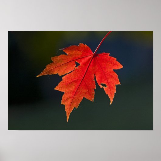 レッドメープル（Acer rubrum）紅葉の赤い葉、 ポスター (正面)