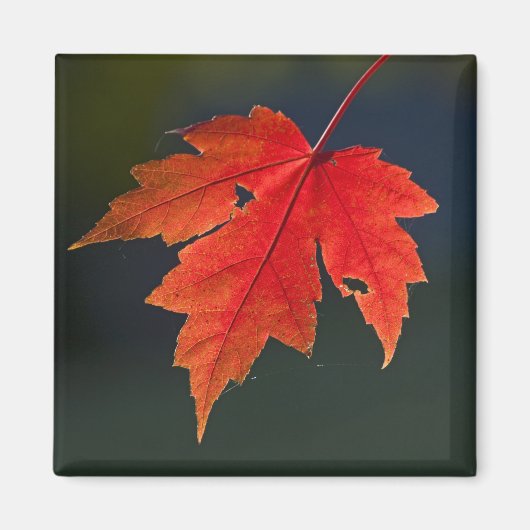 レッドメープル(Acer rubrum)紅葉 マグネット (正面)