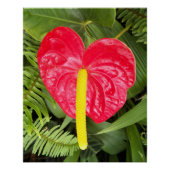 レッドラチェーフ開花フローラ ポスター (正面)