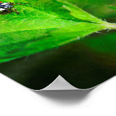 レッドラディバード ポスター (角)