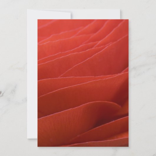 レッドラヌカルス花びらズスウィート16バースデーパーティー 招待状 (裏面)