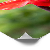 レッドリリー名前をカスタムする ポスター (角)