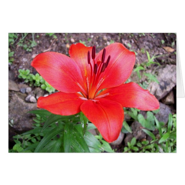 レッドリリー1 (正面横)