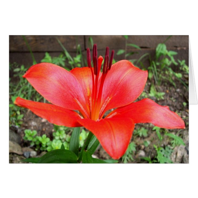 レッドリリー2 (正面横)