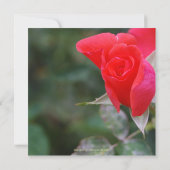 レッドロかわいらしーズキンセアニェラ誕生日 招待状 (裏面)