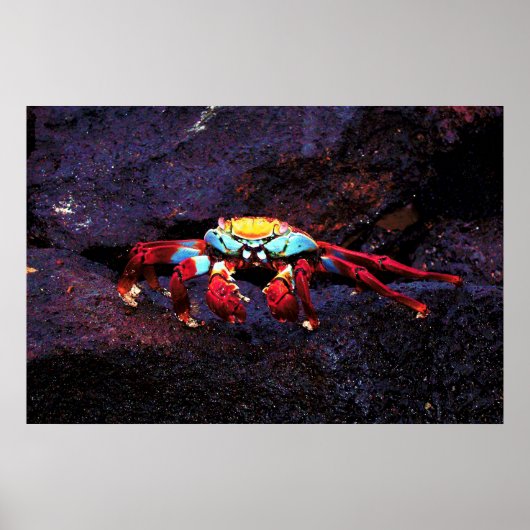レッドロックカニ ポスター (正面)
