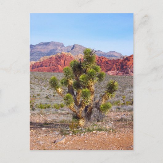 レッドロックキャニオンの早朝のライト ポストカード (正面)