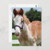 レッドローアン子馬 ポストカード (正面/裏面)