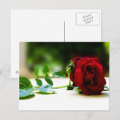 レッドローズのはがき ポストカード (正面/裏面)