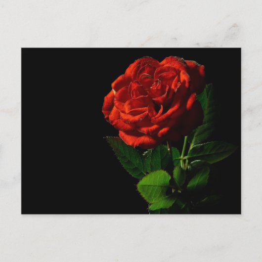 レッドローズオンブラックフローラ ポストカード (正面)