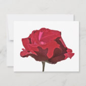 レッドローズオンホワイトお祝いオブライフカード 招待状 (裏面)