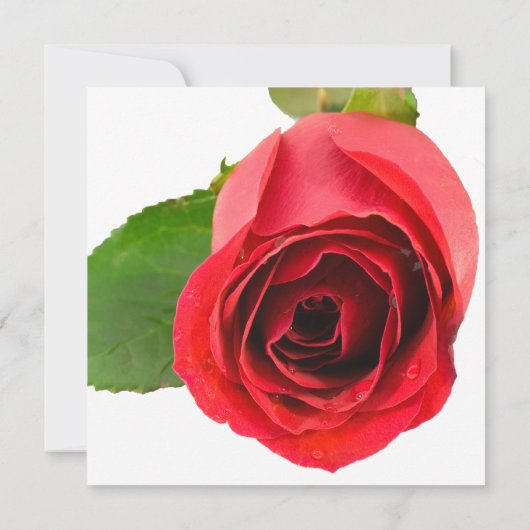 レッドローズオンホワイトアンビナシーパーティの招待状 招待状 (裏面)