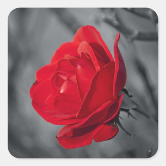 レッドローズステッカー スクエアシール (正面)