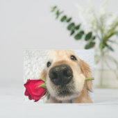 レッドローズバレンタインデーを持つゴールデンレトリバー犬 シーズンポストカード (スタンド正面)