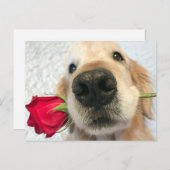 レッドローズバレンタインデーを持つゴールデンレトリバー犬 シーズンポストカード (正面/裏面)