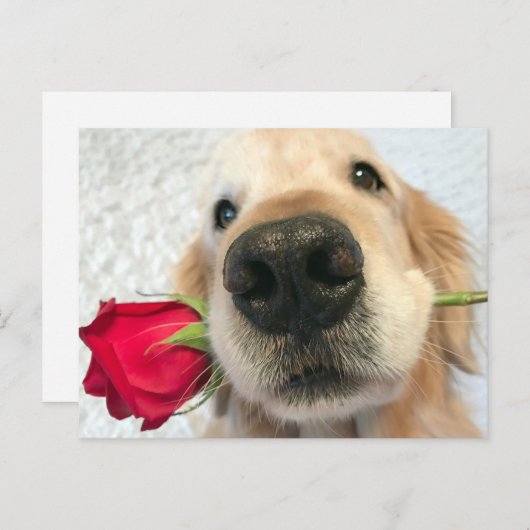レッドローズバレンタインデーを持つゴールデンレトリバー犬 シーズンポストカード (正面/裏面)