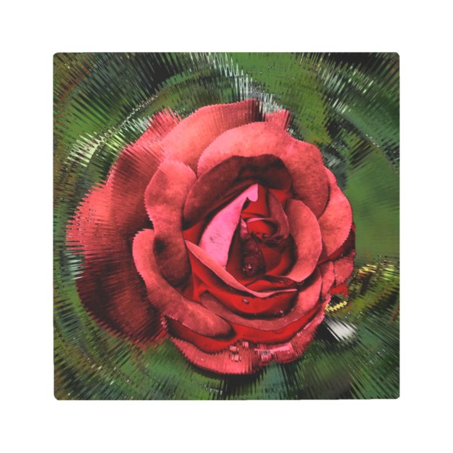 レッドローズフラワーイン開花抽象芸術アート メタルプリント (正面)