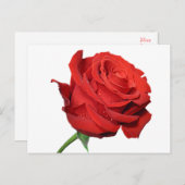 レッドローズフラワー空白のフローラブラックポストカード ポストカード (正面/裏面)