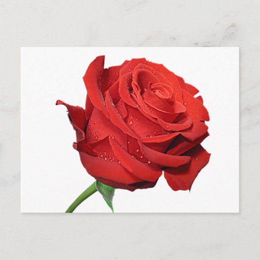 レッドローズフラワー空白のフローラブラックポストカード ポストカード (正面)