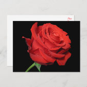レッドローズフラワー空白のフローラブラック ポストカード (正面/裏面)