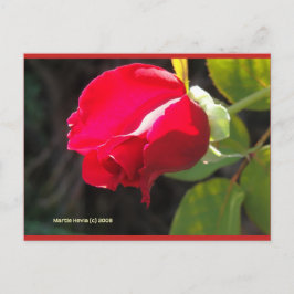 レッドローズブド | ブルービーチソング™はがき ポストカード