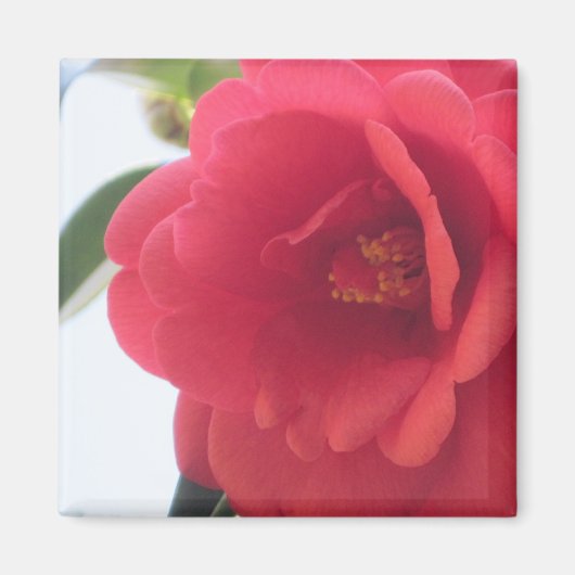 レッドローズマグネット マグネット (正面)