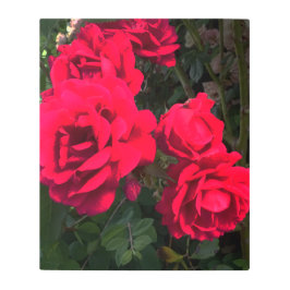 レッドローズロザリウム メタルプリント