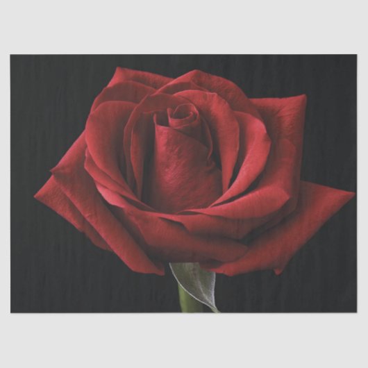 レッドローズ装飾用クッション 薄葉紙 (正面)