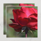 レッドローズ誕生日 招待状 (正面/裏面)