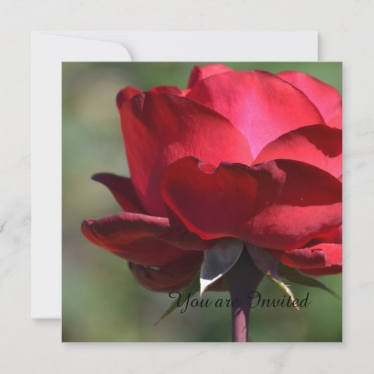 レッドローズ誕生日 招待状 (正面)