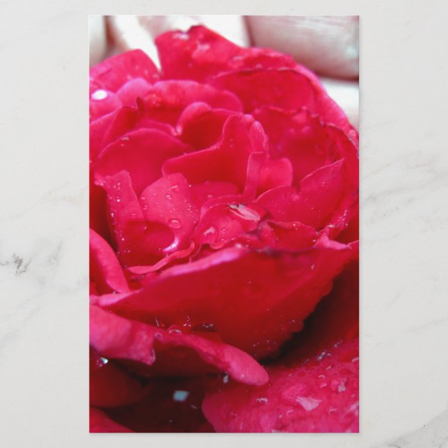 レッドローズ (正面)