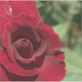 レッドローズ シール (正面)