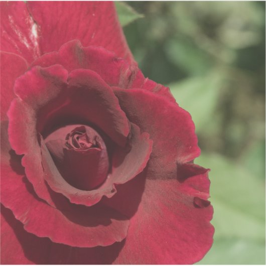 レッドローズ シール (正面)