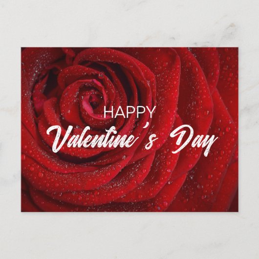 レッドローズ、バレンタイン ポストカード (正面)