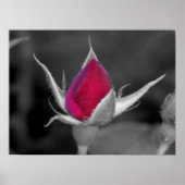 レッドローズ ポスター (正面)